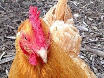 Judgmental rooster is judgmental.