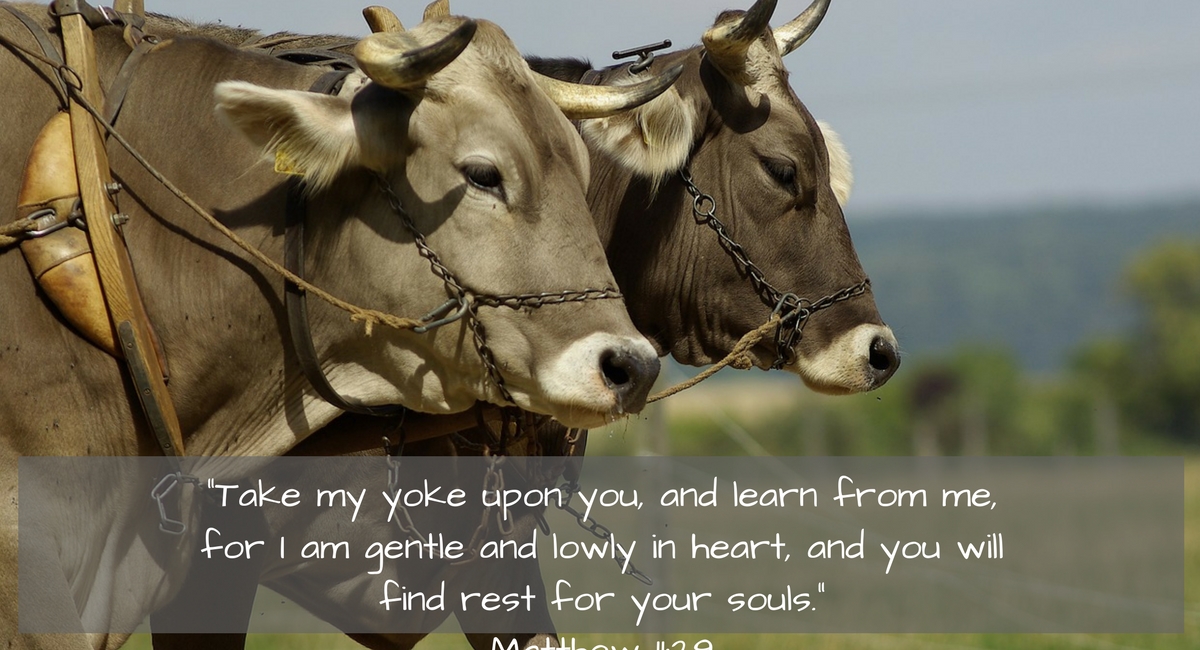 Taking the yoke of jesus